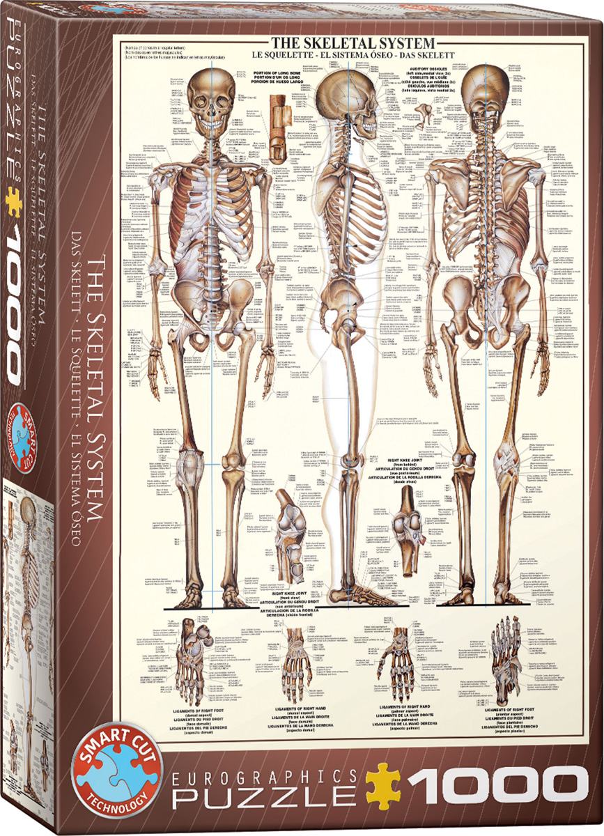 Kroppen: Skelet - 1000 brikker