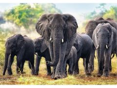 African Elephants - 1000 brikker (2)