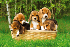 Beagle Puppies, 60 brikker (2)