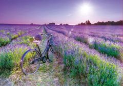 Cykel på lavendelmark - 1000 brikker (2)