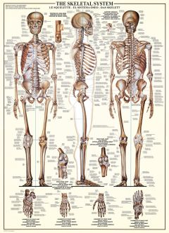 Kroppen: Skelet - 1000 brikker (2)